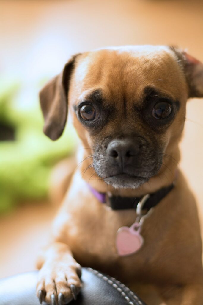 beagle-pug-mix