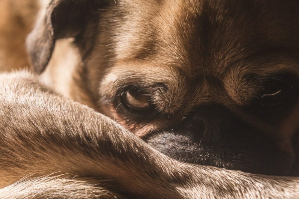 Puggle-Puppy