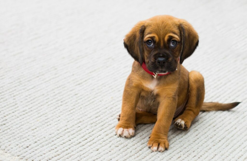 Puggle
